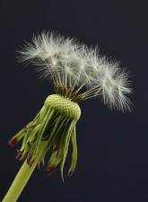 dandelion fluff